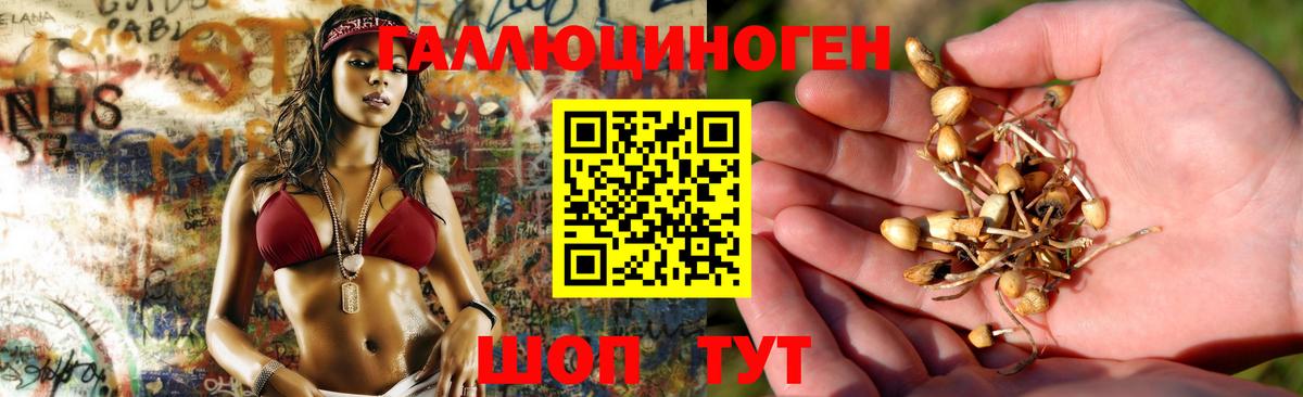 хочу   Вход с VPN  Благодарный  Псилоцибиновые грибы прущие грибы 